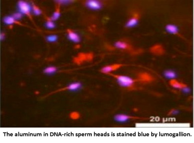 The aluminium in DNA-rich sperm heads is stained blue by lumogallion. 